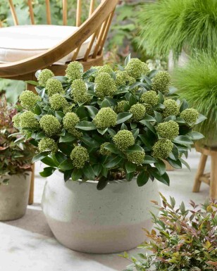 Skimmia Skimmia japonica 'White Globe' struik Skimmia japonica 'White Globe' struik