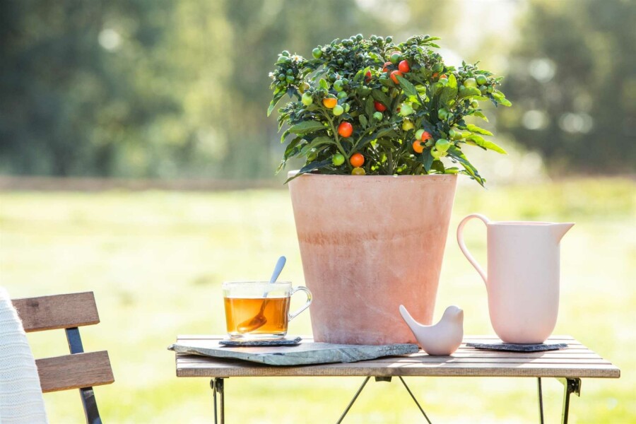 Oranjeboompje Solanum pseudocapsicum struik Solanum pseudocapsicum struik