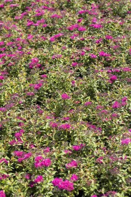 Spiraea japonica 'Anthony Waterer'