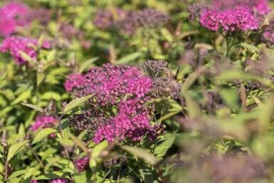 Spiraea japonica 'Anthony Waterer'