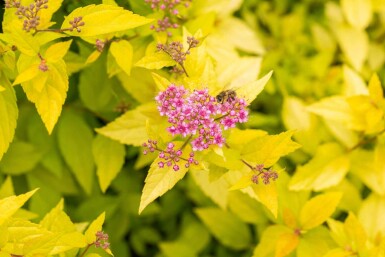 Spiraea japonica 'Golden Princess'