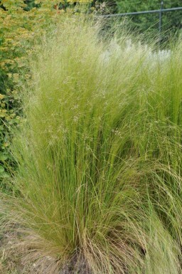 Vedergras Stipa tenuissima 5-10 Pot P9 Stipa tenuissima