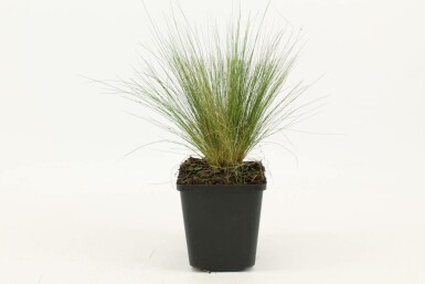 Vedergras Stipa tenuissima 5-10 Pot P9 Stipa tenuissima