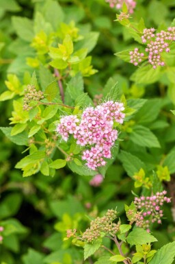 Spierstruik Spiraea japonica 'Little Princess' struik Spiraea japonica 'Little Princess' struik