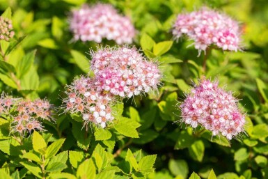 Spierstruik Spiraea japonica 'Little Princess' struik Spiraea japonica 'Little Princess' struik