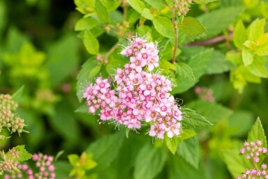 Spiraea japonica 'Little Princess' p13 10-15