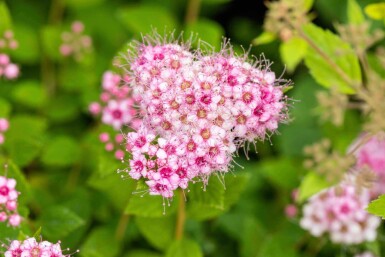 Spiraea japonica 'Little Princess' p13 10-15