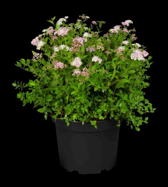 Spiraea japonica 'Little Princess' p13 10-15