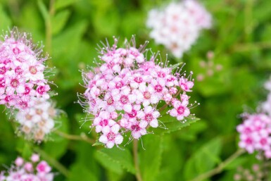 Spiraea japonica 'Little Princess' p13 10-15