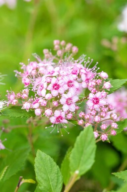 Spiraea japonica 'Little Princess' p13 10-15