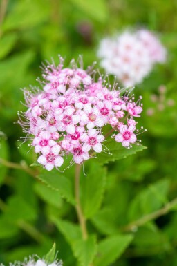 Spiraea japonica 'Little Princess' p13 10-15