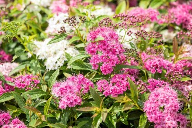 Spiraea japonica 'Little Princess' p13 10-15