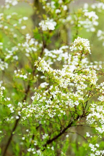 Spiraea thunbergii C1,3 20-25