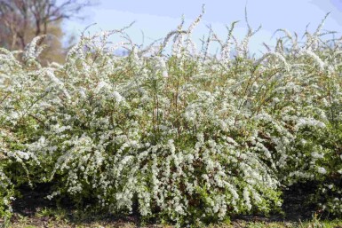 Spirea Spiraea thunbergii struik Spiraea thunbergii