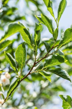 Japanse storaxboom Styrax japonicus struik Styrax japonicus