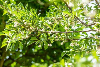 Japanse storaxboom Styrax japonicus struik Styrax japonicus