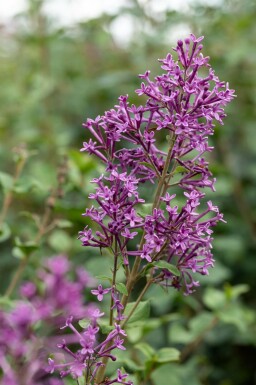 Sering Syringa 'Bloomerang Dark Purple' struik Syringa 'Bloomerang Dark Purple'