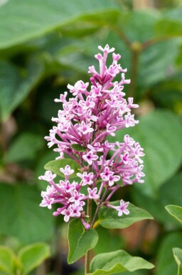 Syringa 'Josée'