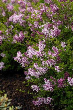 Dwergsering Syringa meyeri 'Palibin' struik Syringa meyeri 'Palibin' struik