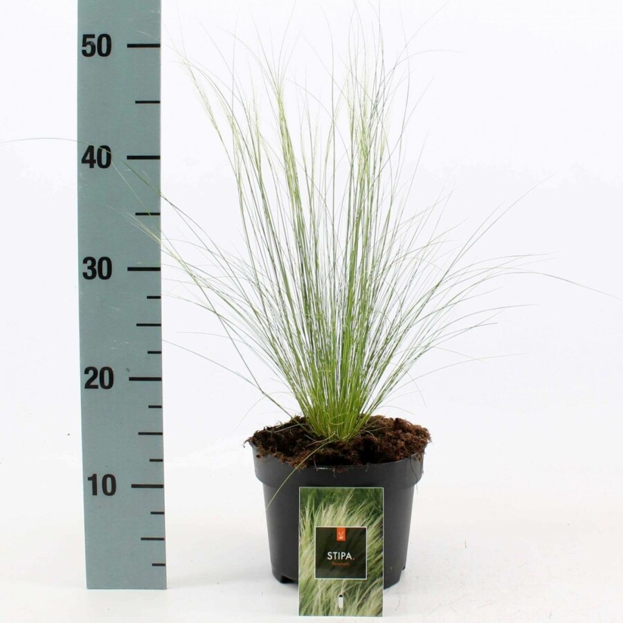 Vedergras Stipa tenuissima 'Ponytails' 10-15 Pot C2 Stipa tenuissima 'Ponytails'