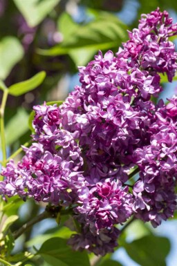 Syringa vulgaris 'Charles Joly'