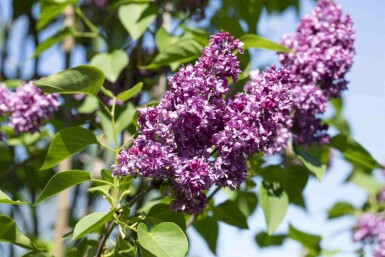 Paarse sering Syringa vulgaris 'Charles Joly' struik Syringa vulgaris 'Charles Joly' struik