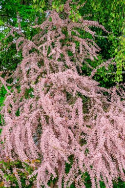 Tamarisk tetrandra