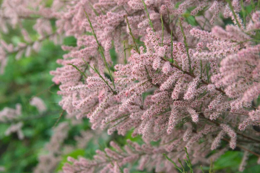Tamarisk Tamarix gallica struik Tamarix gallica struik