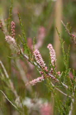 Tamarisk Tamarix parviflora struik Tamarix parviflora