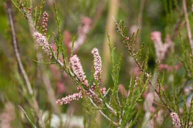 Tamarisk Tamarix parviflora struik Tamarix parviflora