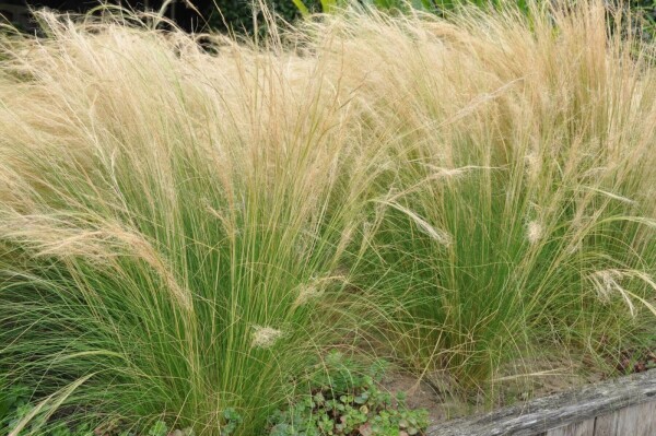 Stipa tenuissima 'Ponytails' (Vedergras) kopen | Heijnen Planten