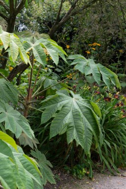 Chinese rijstpapier plant Tetrapanax papyrifer 'Rex' struik Tetrapanax papyrifer 'Rex' struik