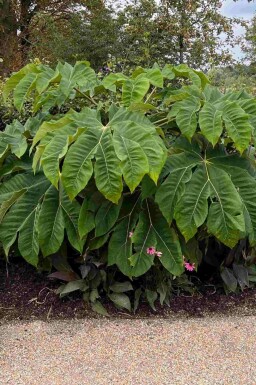 Chinese rijstpapier plant Tetrapanax papyrifer 'Rex' struik Tetrapanax papyrifer 'Rex' struik