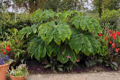 Tetrapanax papyrifer 'Rex'