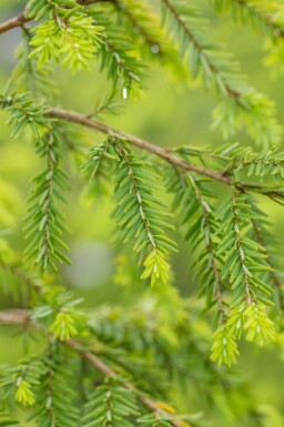 Tsuga canadensis
