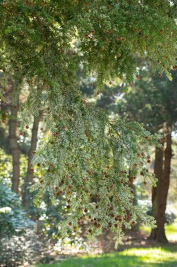 Tsuga canadensis