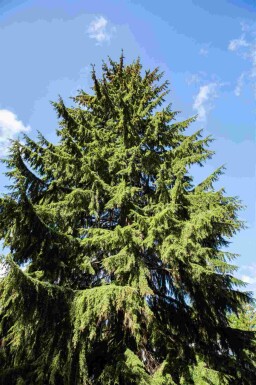 Tsuga heterophylla