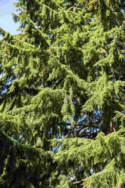 Tsuga heterophylla