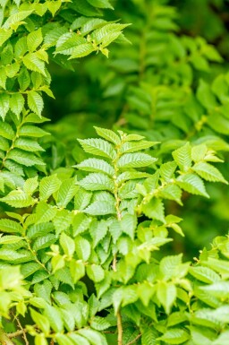 Ulmus minor 'Jacqueline Hillier'