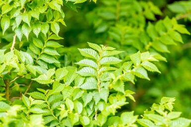 Ulmus minor 'Jacqueline Hillier'