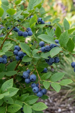 Vaccinium corymbosum 'Goldtraube' struik