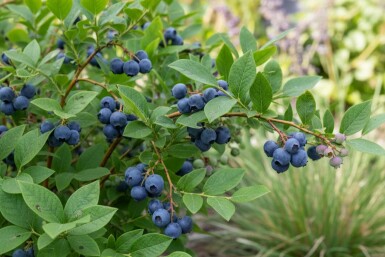 Vaccinium corymbosum 'Goldtraube' struik