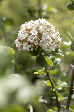 Sneeuwbal Viburnum carlesii 'Aurora' struik Viburnum carlesii 'Aurora' struik