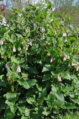 Smeerwortel Symphytum grandiflorum 5-10 Pot P9 Symphytum grandiflorum
