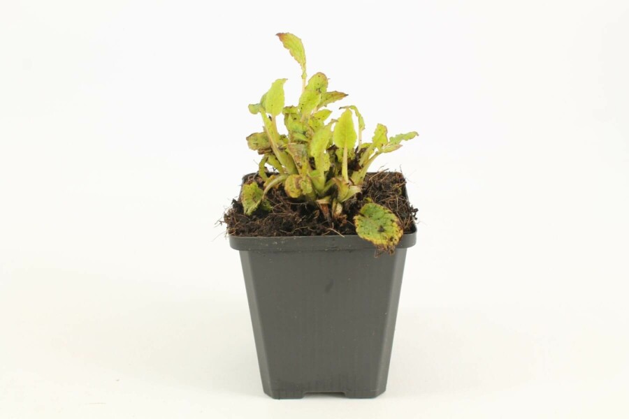 Smeerwortel Symphytum grandiflorum 5-10 Pot P9 Symphytum grandiflorum