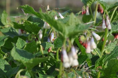 Smeerwortel Symphytum grandiflorum 5-10 Pot P9