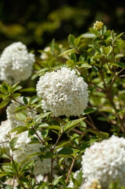 Viburnum 'Eskimo'