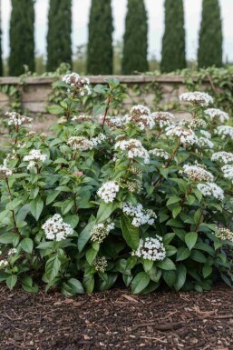 Sneeuwbal Viburnum hillieri 'Winton' struik Viburnum hillieri 'Winton' struik