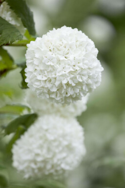 Viburnum opulus