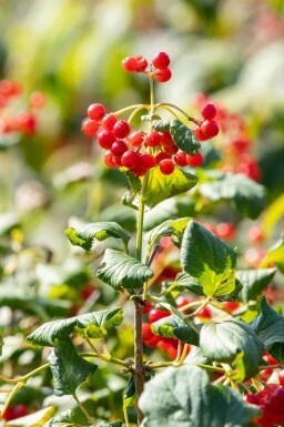 Gelderse roos Viburnum opulus 'Compactum' struik Viburnum opulus 'Compactum'